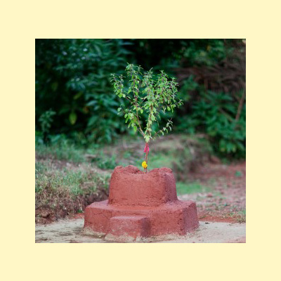 TULSI AND VAASTU DOSH REMEDIES